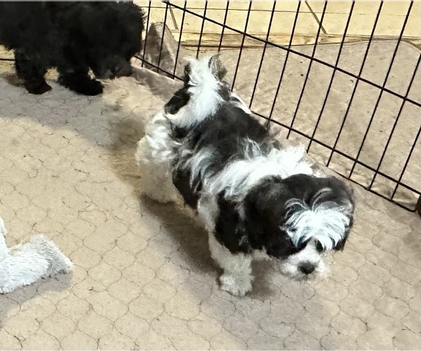 Medium Photo #10 ShihPoo Puppy For Sale in GLOUCESTER, VA, USA