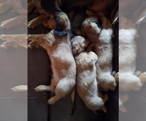 Dachshund Litter for sale in CRESTVIEW, FL, USA