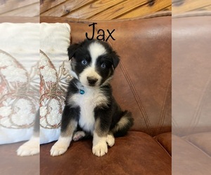 Australian Shepherd Puppy for sale in EXETER, MO, USA