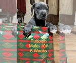 Image preview for Ad Listing. Nickname: Rudolph