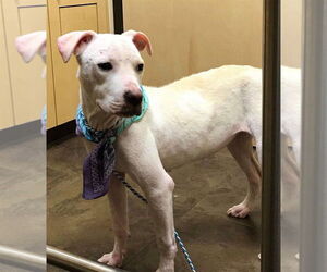 Lulu (TX) - Female American Pit Bull Terrier-Labrador Retriever Mix Dog for Adoption - Photo #3