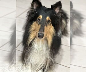 Collie Dogs for adoption in Marine City, MI, USA