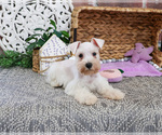 Small #3 Schnauzer (Miniature)