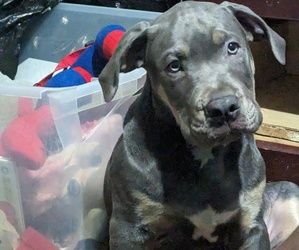 American Bully Puppy for sale in WICHITA FALLS, TX, USA