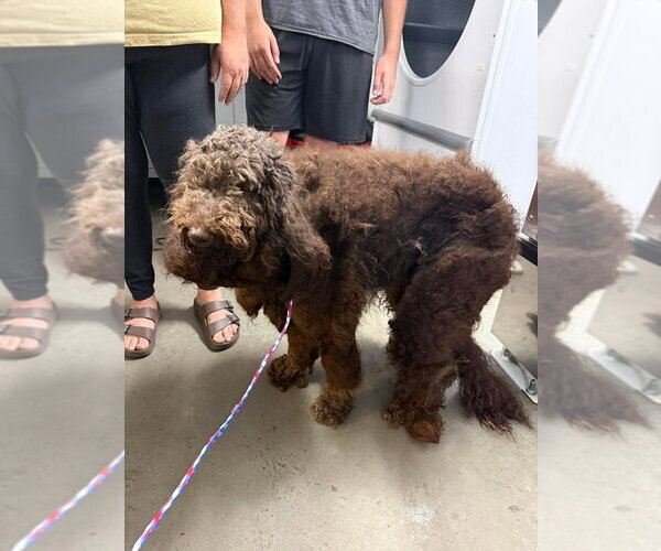 Medium Photo #8 Poodle (Standard)-Unknown Mix Puppy For Sale in Brooklyn, NY, USA