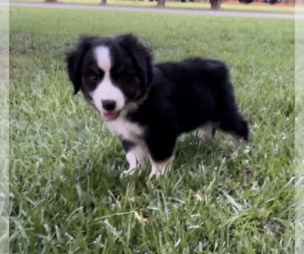 Medium Photo #14 Miniature Australian Shepherd Puppy For Sale in E LAURINBURG, NC, USA