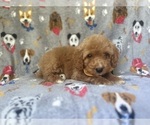 Small #7 Cavapoo
