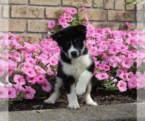 Shiba Inu Puppy for sale in MILLERSBURG, OH, USA