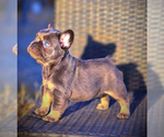 Small #12 French Bulldog
