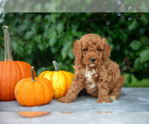 Poodle (Miniature) Litter for sale in WOLCOTTVILLE, IN, USA