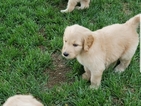 Small Photo #4 Goldendoodle Puppy For Sale in WICHITA, KS, USA