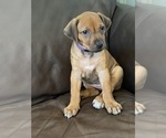 Puppy 2 Rhodesian Ridgeback