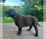 Small #5 Labrador Retriever