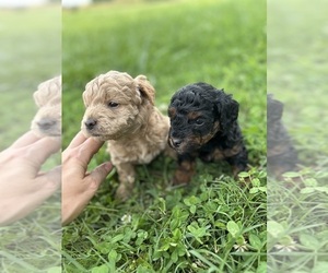 Goldendoodle (Miniature) Puppy for sale in SPRINGDALE, AR, USA