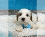 Small Photo #17 Cavapoo Puppy For Sale in BULLARD, TX, USA