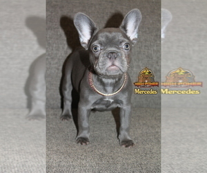 French Bulldog Puppy for sale in SAN FRANCISCO, CA, USA