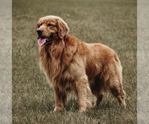 Father of the Golden Retriever puppies born on 05/30/2025