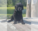 Small Photo #13 Goldendoodle Puppy For Sale in LANCASTER, SC, USA