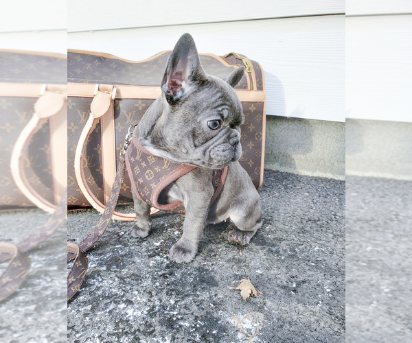 Medium Photo #2 French Bulldog Puppy For Sale in ARLINGTON, WA, USA