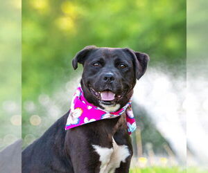 Labrador Retriever-Unknown Mix Dogs for adoption in Unionville, PA, USA