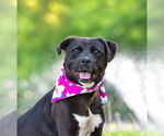 Small Labrador Retriever Mix