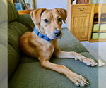 Small #2 Labrador Retriever-Mountain Cur Mix