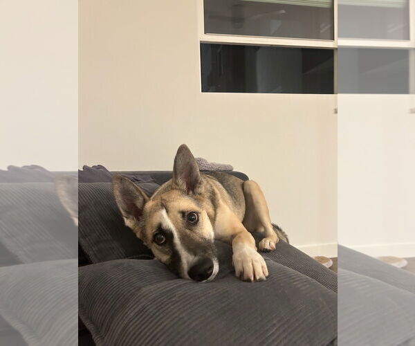 Medium Photo #3 Mutt Puppy For Sale in Woodland Hills, CA, USA