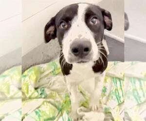 MOOSE - Male Labrador Retriever Dog for Adoption - Photo #2
