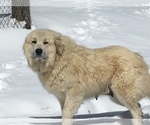 Small Photo #1 Great Pyrenees Puppy For Sale in PINEVILLE, KY, USA