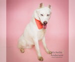 GRINCHY - Male Siberian Husky Dog for Adoption - Small photo