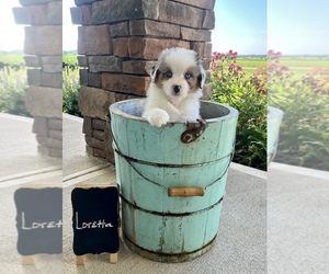 Miniature Australian Shepherd Puppy for sale in WAUSEON, OH, USA