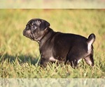 Small #1 Pug