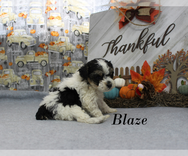 Medium Photo #9 Poodle (Toy) Puppy For Sale in CHANUTE, KS, USA