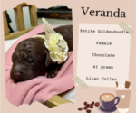 Small Photo #16 Goldendoodle (Miniature) Puppy For Sale in ZIRCONIA, NC, USA