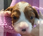 Puppy Levi Cavapoo (Miniature)