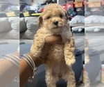 Small #2 Poodle (Toy)