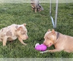 Small Photo #3 American Bully Puppy For Sale in LOGAN, UT, USA