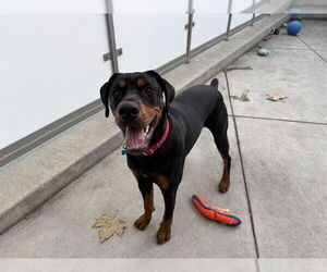 Great Dane-Rottweiler Mix Dogs for adoption in Berkeley , CA, USA