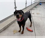 Small Great Dane-Rottweiler Mix