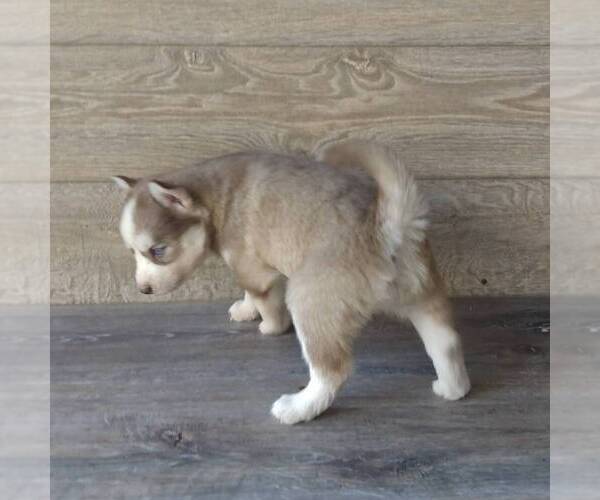 Medium Photo #4 Siberian Husky Puppy For Sale in SEYMOUR, MO, USA