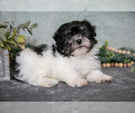 Puppy Charlie Havanese