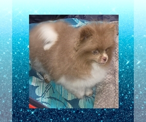 Pomeranian Puppy for sale in KINGMAN, AZ, USA