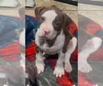 Puppy Nala American Pit Bull Terrier