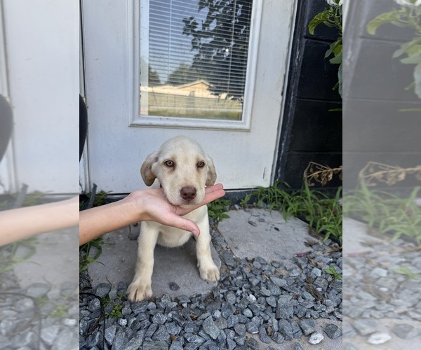 Medium Photo #8 Labrador Retriever Puppy For Sale in DAVENPORT, FL, USA
