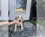 Small #1 Labrador Retriever