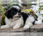 Small Photo #10 Shiranian Puppy For Sale in MIDDLEBURY, IN, USA