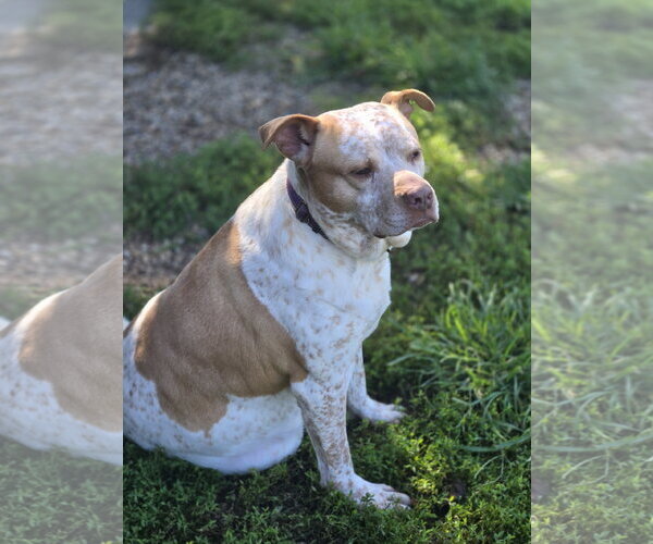 Medium Photo #4 American Pit Bull Terrier-Unknown Mix Puppy For Sale in Bardstown, KY, USA