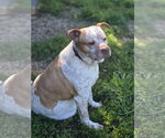 Small #3 American Pit Bull Terrier Mix