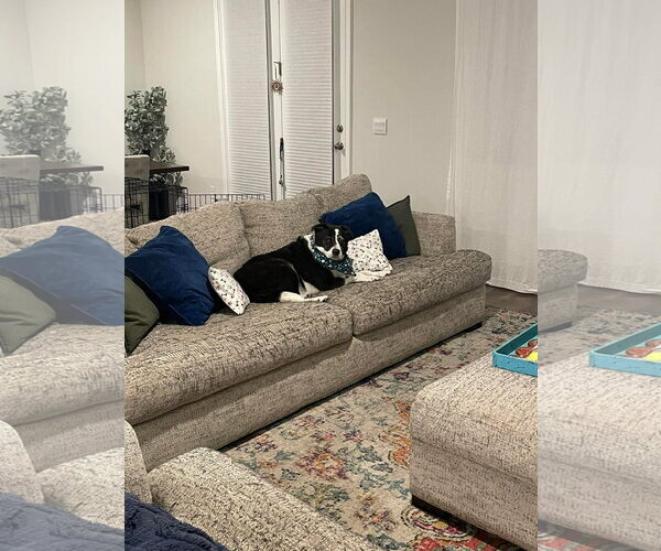 Medium Photo #1 Border Collie Puppy For Sale in Stratham, NH, USA