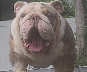 Father of the Bulldog puppies born on 04/19/2022